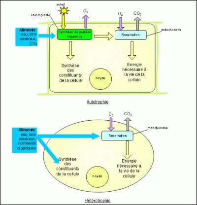 D'après le document ci-dessus :