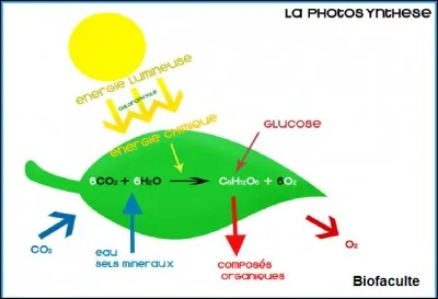 Que consomme la photosynthèse ?
