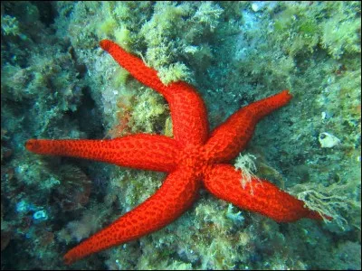 Quel processus l'étoile de mer utilise-t-elle pour faire pousser un nouvel organisme lorsqu'elle est découpée en morceaux ?