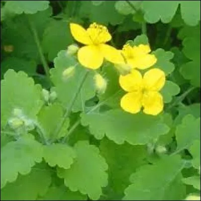 Nature - Contre quoi la grande chélidoine est-il très utile ?