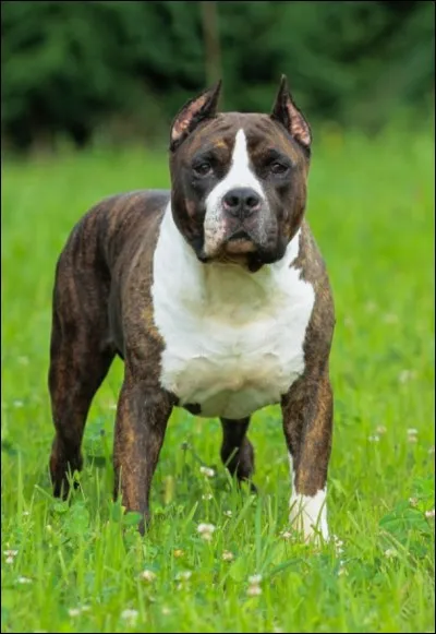 Quelle est la longévité moyenne de cette race ?