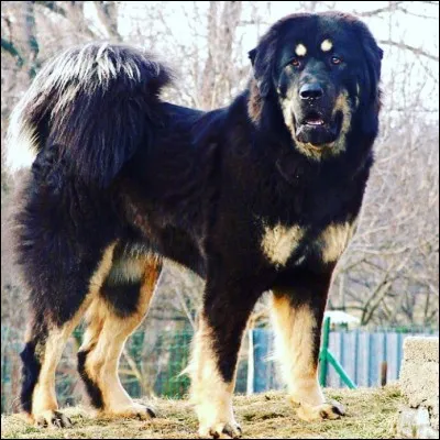 Quels sont les deux noms que l'on donne à cette race ?