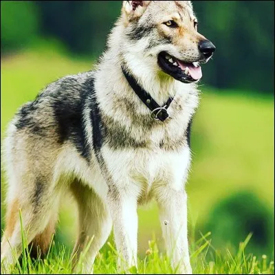 Quelle est cette race ?