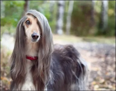 Comment écrit-on le nom de cette race ?