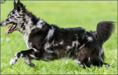 Quelle est cette race ?