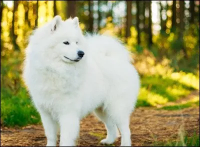 Quelle est la taille d'un samoyède adulte mâle ?