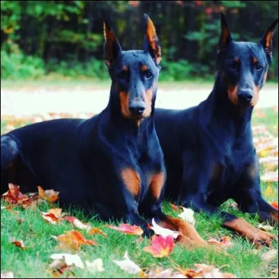 Quelle est cette race ?