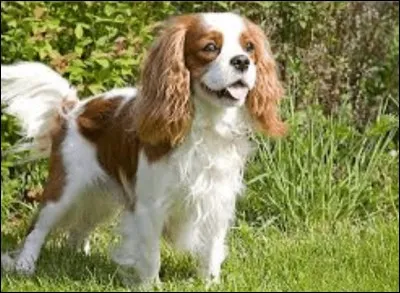Comment appelle-t-on la couleur de ce cavalier King Charles spaniel ?