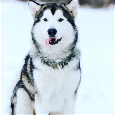 Quelle est cette race ?