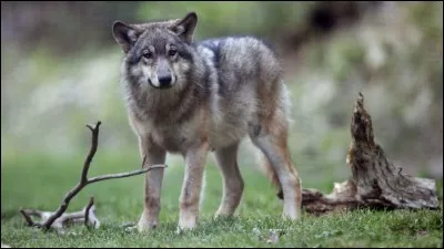 Comment se nomme le premier alpha de la meute de loup ?