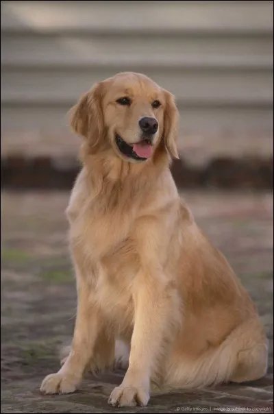 Comment s'appelle le chien de Lydia ?