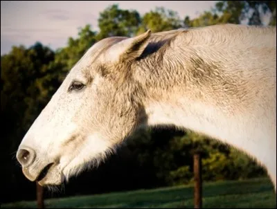 Si un cheval place les oreilles en arrière cela signifie qu'il ...