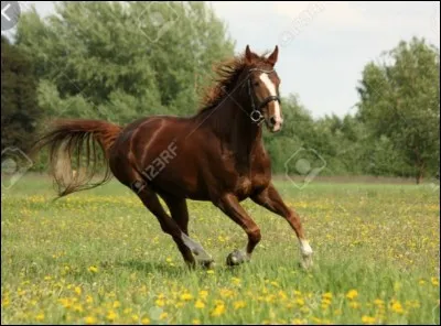 A quelle allure se déplace ce cheval ?