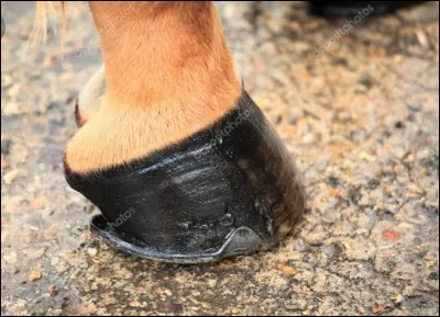 Comment se nomme la partie sensible du sabot ?