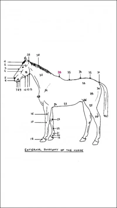 Comment s'appelle la partie 36 (en rose) ?