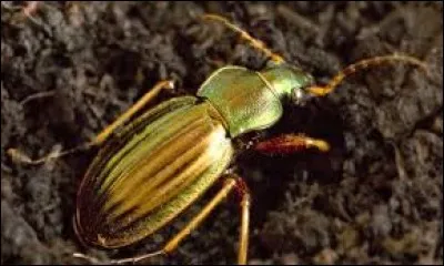 Gros dormeur, c'est le...