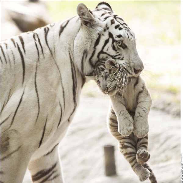Comment s'appelle le bébé du tigre ?