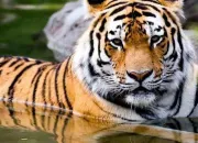Quiz Les tigres