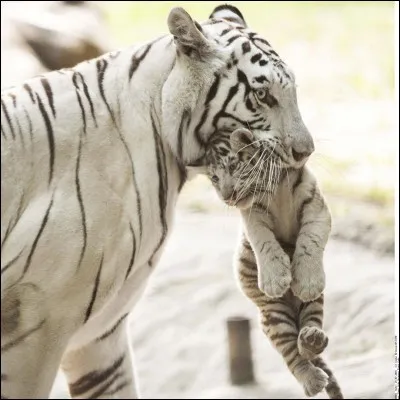 Comment s'appelle le bébé du tigre ?
