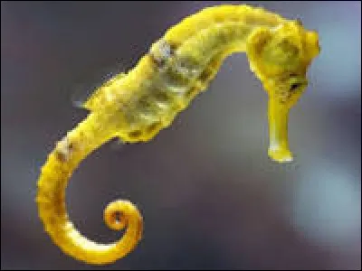 Quelle est l'ortographe exacte de l'animal en photo ?