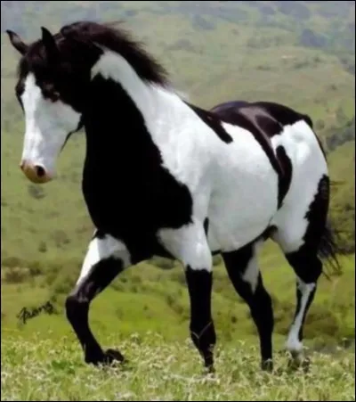 Quelle est cette robe : les crins ainsi que les poils possèdent des tâches noires et blanches ?