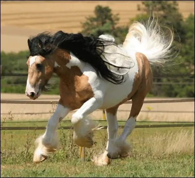 Quelle est cette robe : des tâches distinctes crème et blanches assorties à des crins noirs et blancs ?