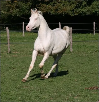 Quelle est cette robe ? La peau du cheval est entièrement rose, ses crins sont blancs.