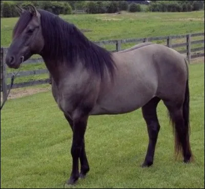 Quelle est cette robe ? Bien qu'elle fasse partie de la catégorie "bai", la robe de ce cheval est gris cendré, ses extrémités, queue et crinière sont noires ?