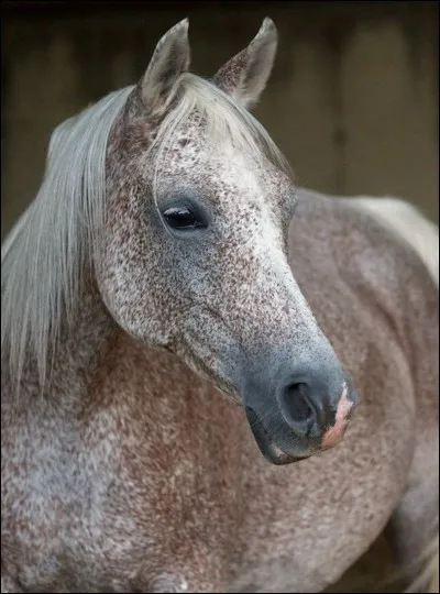 Quelle est cette robe ? Ce cheval serait entièrement blanc s'il n'était pas parsemé de petites taches brunes ?