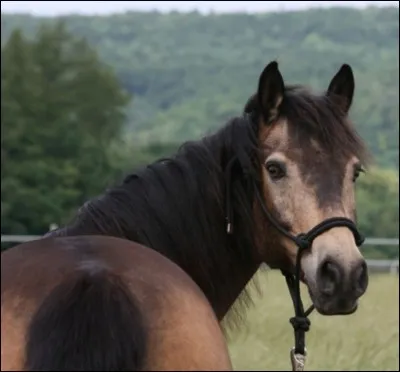 Quelle est cette robe ? Également connue sous le nom d"Isabelle fumé", cette robe possède des poils dorés foncés et des crins noirs ?
