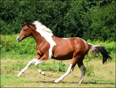 Quelle est cette robe ? Les pois blancs et les poils fauves sont aisément différenciables, les extrémités sont noires.