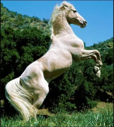 Quelle est cette robe ? L'ensemble de son corps est de couleur sable et sa peau est claire ?