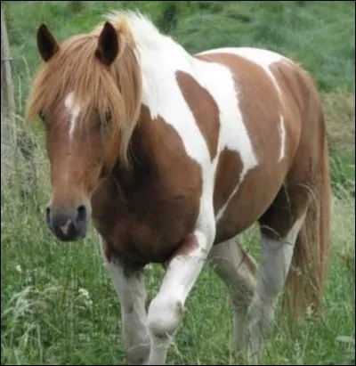 Quelle est cette robe : le brun clair et le blanc cohabitent mais ne se superposent pas, les crins sont généralement blancs ?