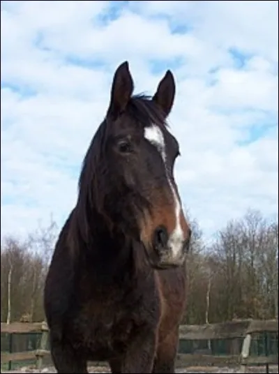 Et enfin, quelle est cette robe : poils fauves sur le naseau, le flanc et le ventre, le reste du corps est noir ?
