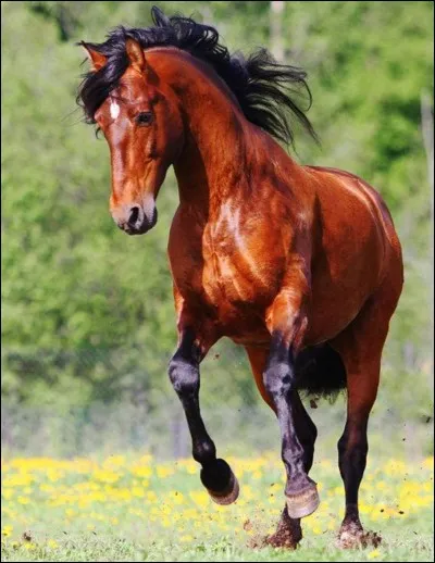 Quelle est cette robe : la queue et la crinière sont une nouvelle fois noirs, mais cette fois-ci le cheval a des poils chocolat ?