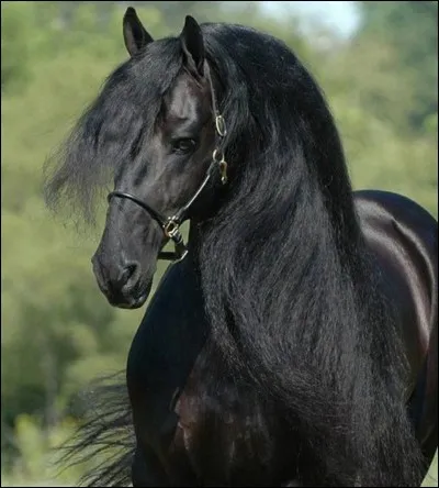 Quelle est cette robe : cette fois-ci, le cheval est entièrement noir ?