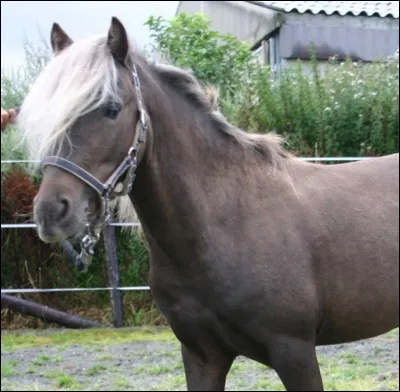 Quelle est cette robe : les poils du cheval sont dans un marron très sombre tandis que ses crins sont blonds ?