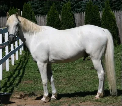 Quelle est cette robe : des poils blancs, la peau grise et les crins blancs ?