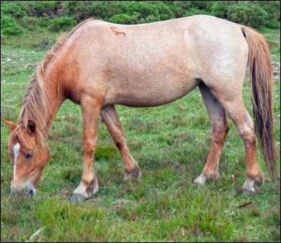 Quelle est cette robe : le poil est de couleur pêche (entre le blanc et le bai) dérivant vers le blanc, la queue et la crinière sont bruns délavés ?