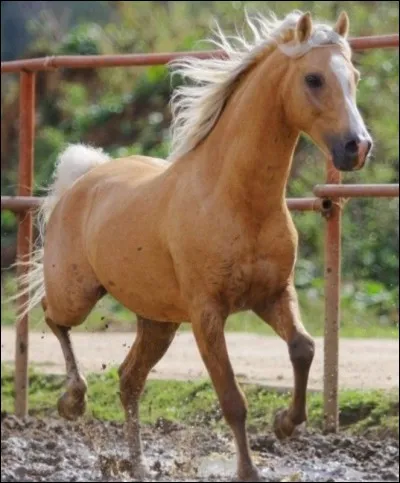 Quelle est cette robe : la queue et la crinière du cheval sont blanches, ses poils sont roux ?
