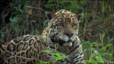 Un jaguar peut-il tuer un caïman ?