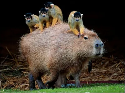 Quelle longueur peut avoir au maximum un capybara ?