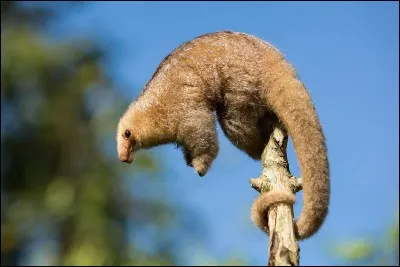 Quel poids peut atteindre le myrmidon ?