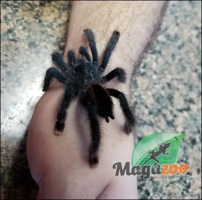 La mygale de Guyane est-elle dangereuse pour l'homme ?