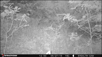 Quel Napoléon fut Empereur des Français de 1852 à 1870 ?