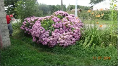 Insecte aquatique, prédateur des mares !