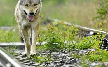 Quiz Animaux