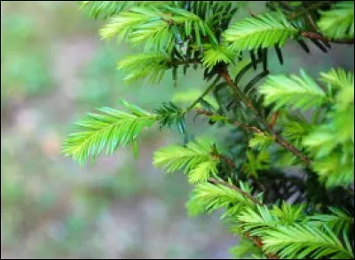 Quelles sont les plantes toxiques pour le cheval ?