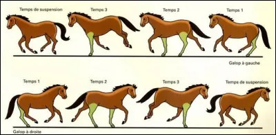 Quel est le mécanisme du galop à gauche ?