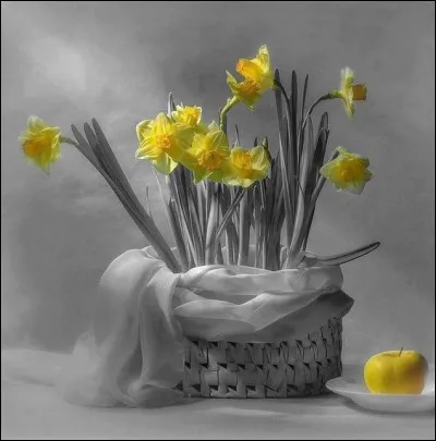 Où se tient, tous les deux ans, la traditionnelle "Fête des jonquilles", au mois d'avril ?